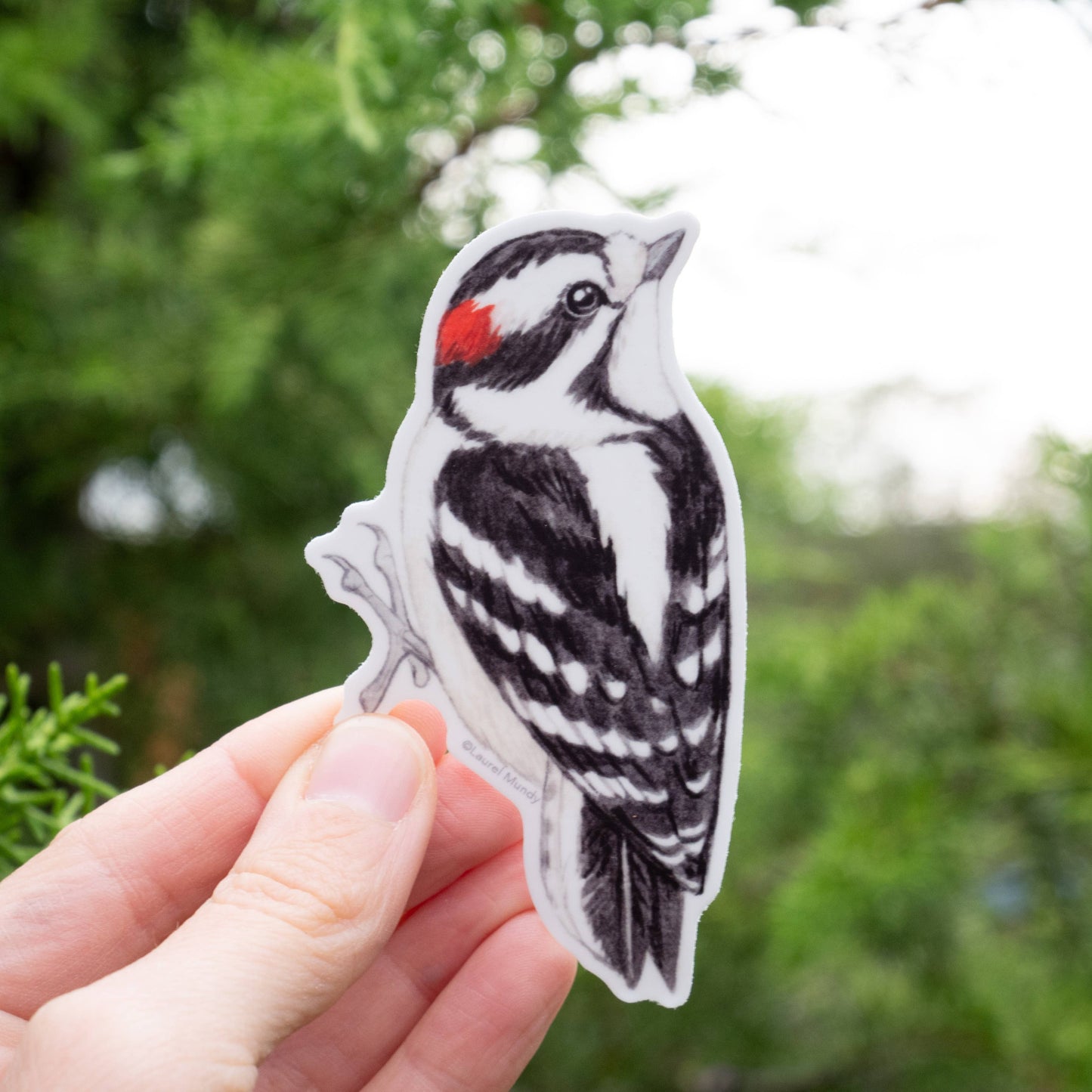 Downy Woodpecker Vinyl Sticker