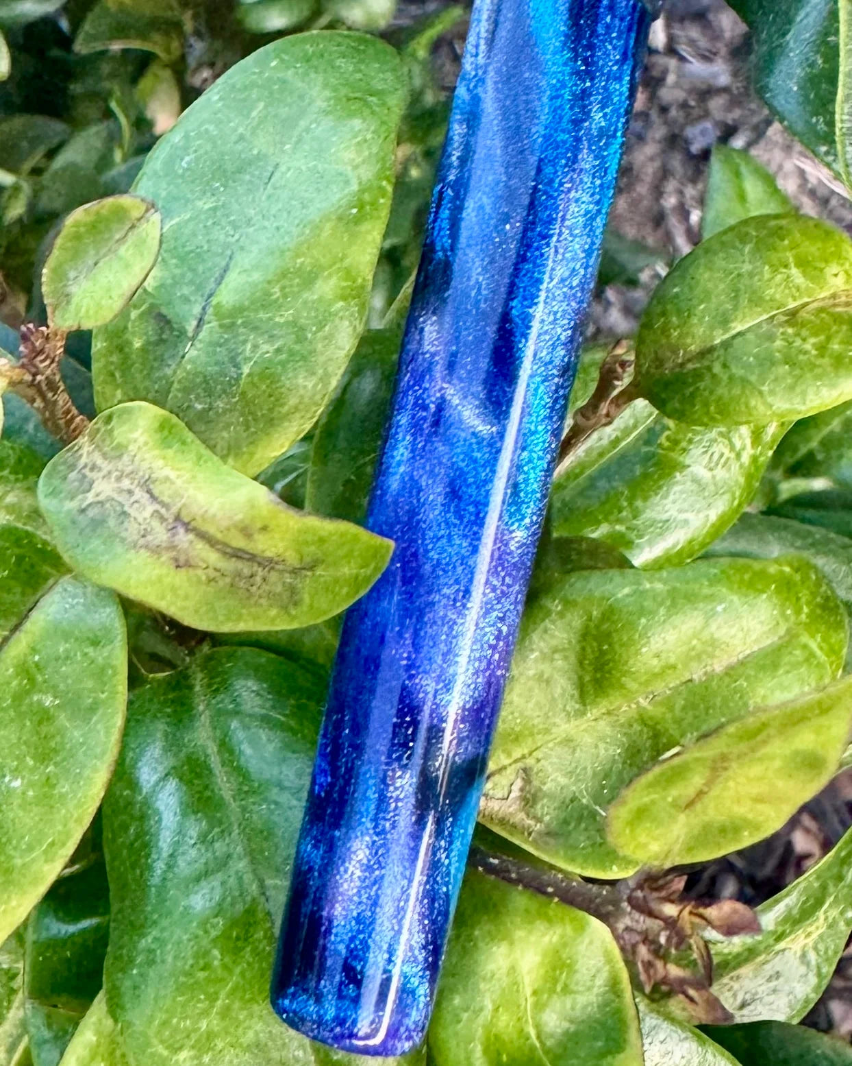 Aurora Morpho