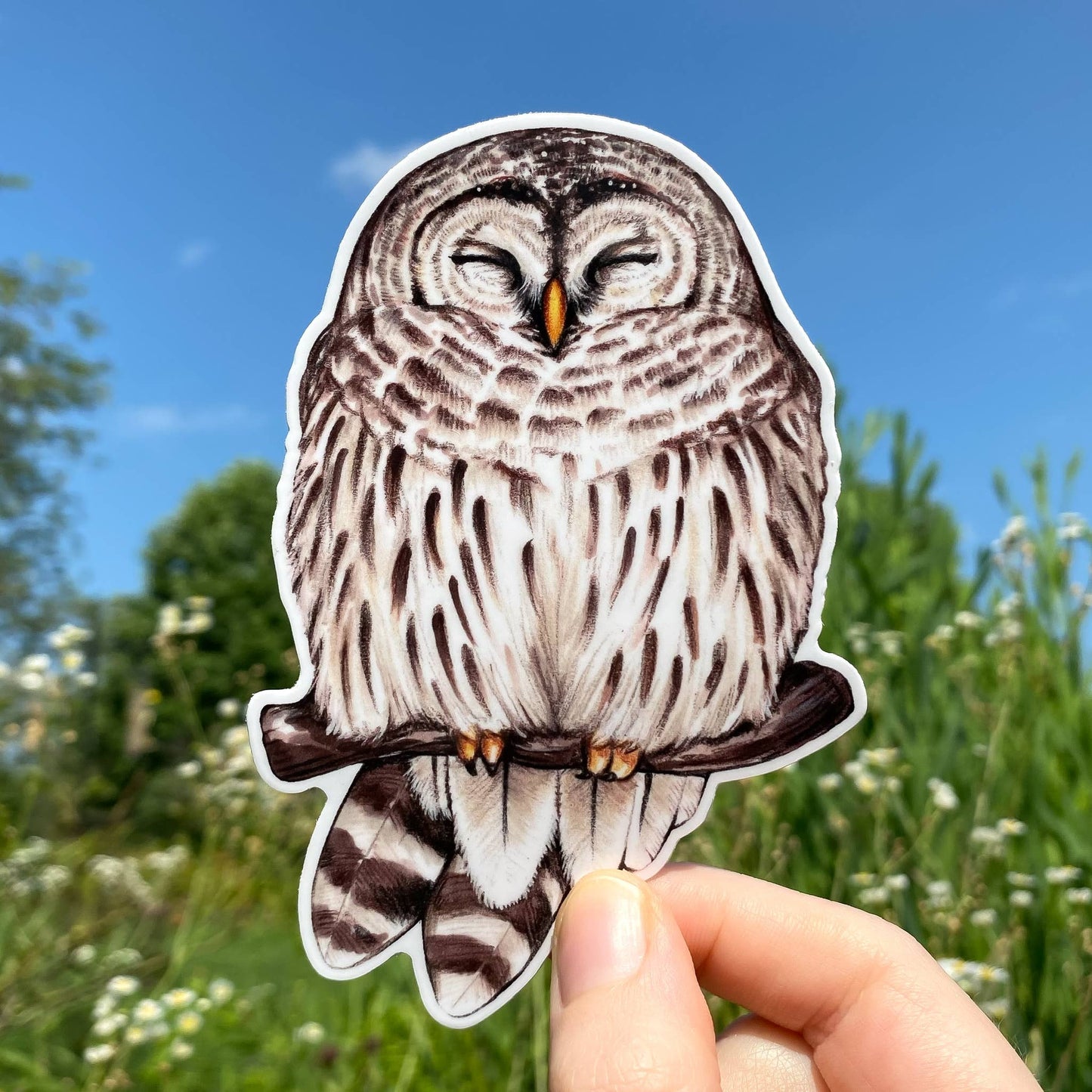 Cozy Barred Owl Vinyl Sticker