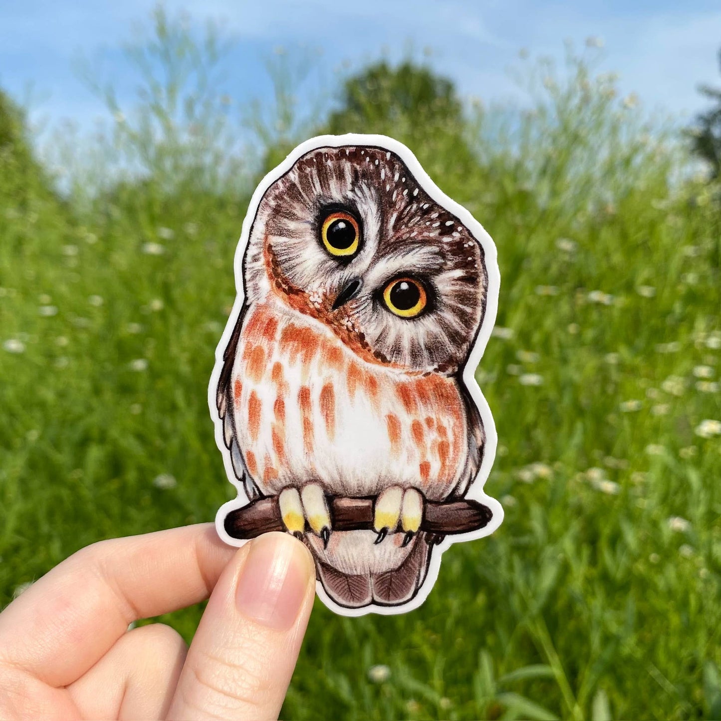 Saw-Whet Owl Weatherproof Vinyl Sticker