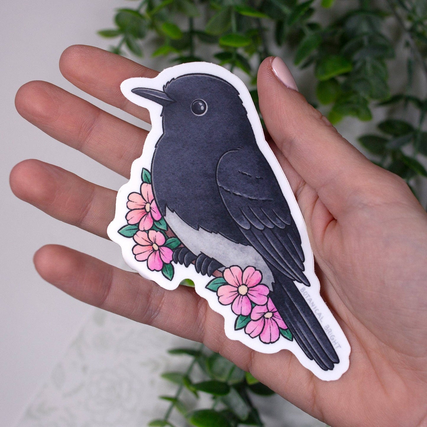Black Phoebe Vinyl Sticker Decal