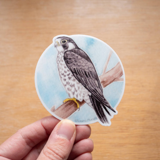 Peregrine Falcon Vinyl Sticker