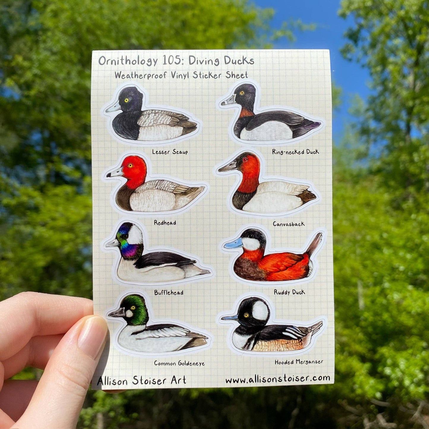 Ornithology 105: Diving Ducks Weatherproof Vinyl Sticker Sheet (A6)