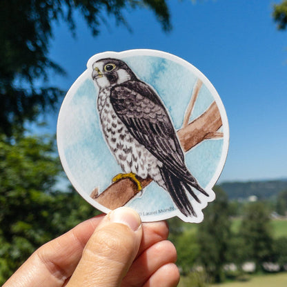 Peregrine Falcon Vinyl Sticker