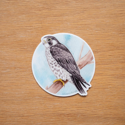 Peregrine Falcon Vinyl Sticker
