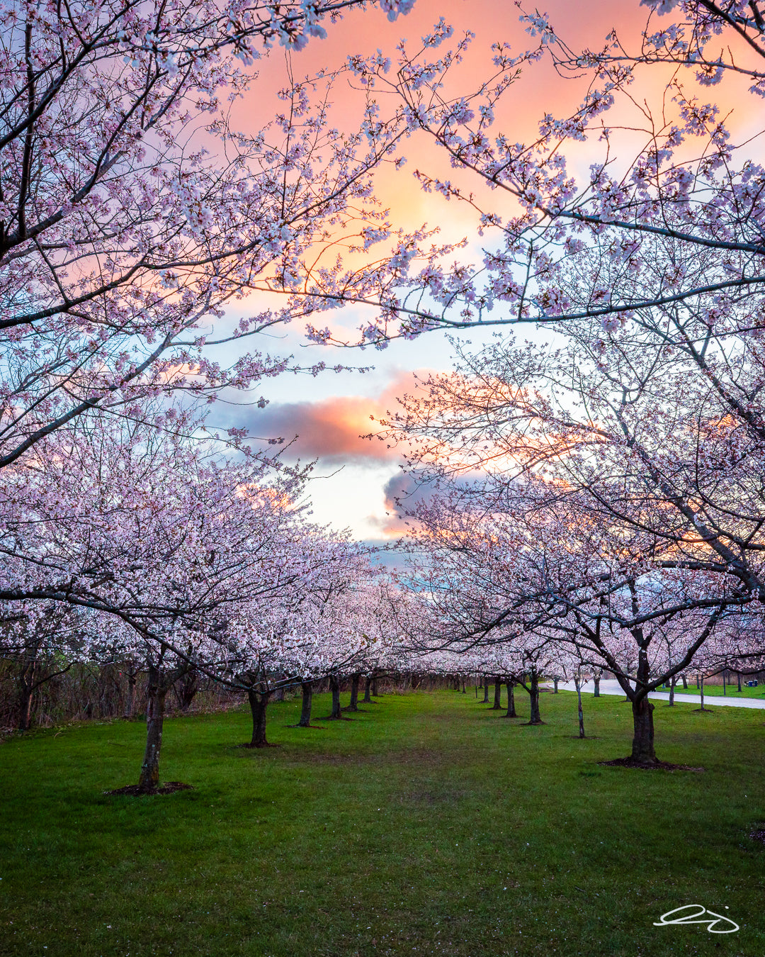 Brookside Blossoms Notecard