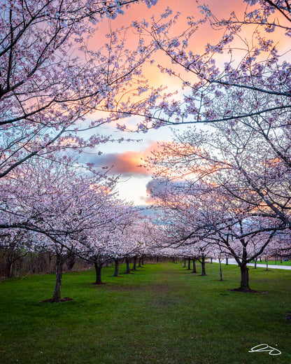 Brookside Blossoms Notecard