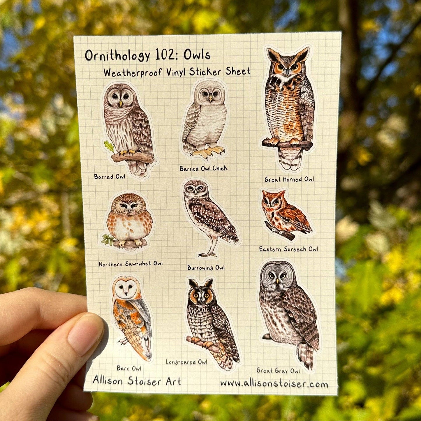 Ornithology 102: Owls Weatherproof Vinyl Sticker Sheet (A6)