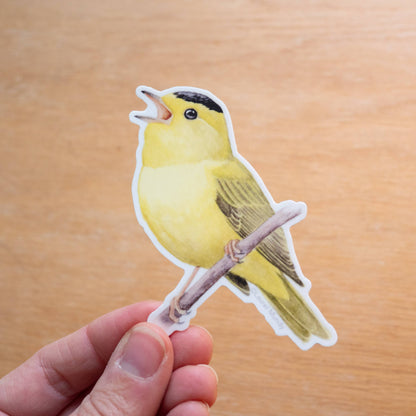 Wilson's Warbler Singing Vinyl Sticker